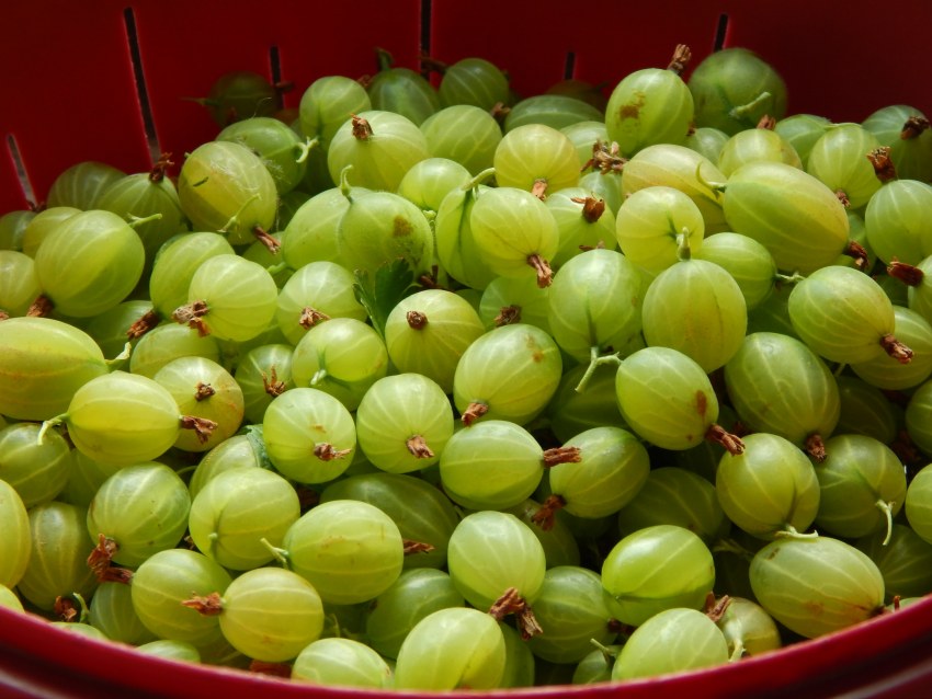 Крыжовник через о или е