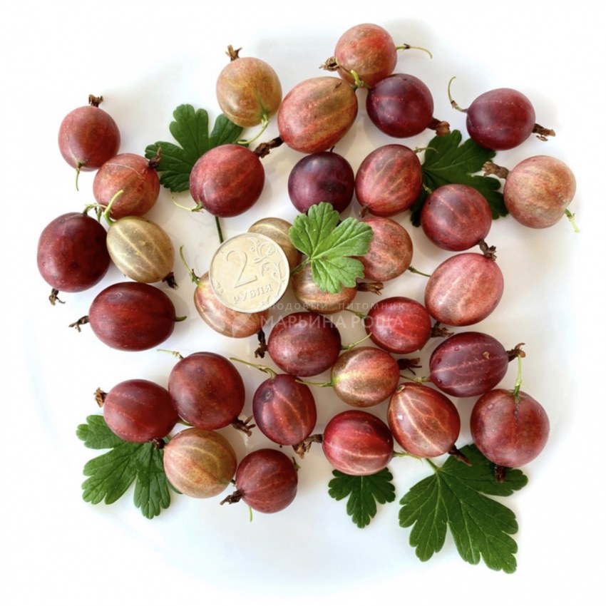 Крыжовник заготовки