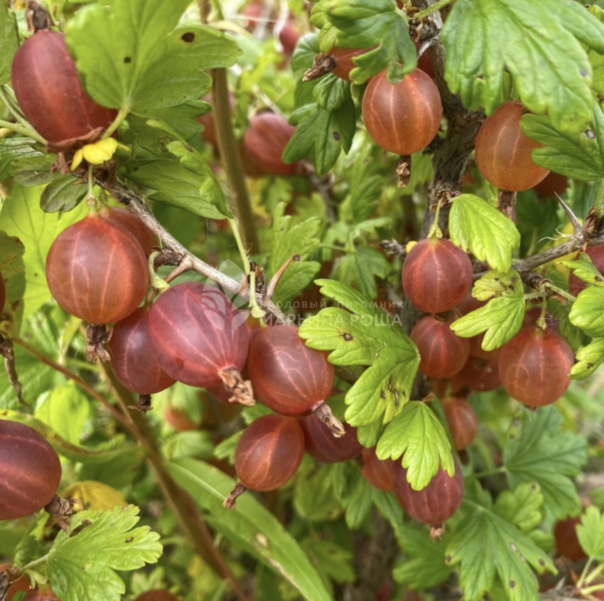 Царское варенье Изумрудное