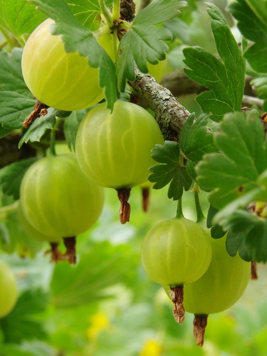 Крыжовник Хаутон