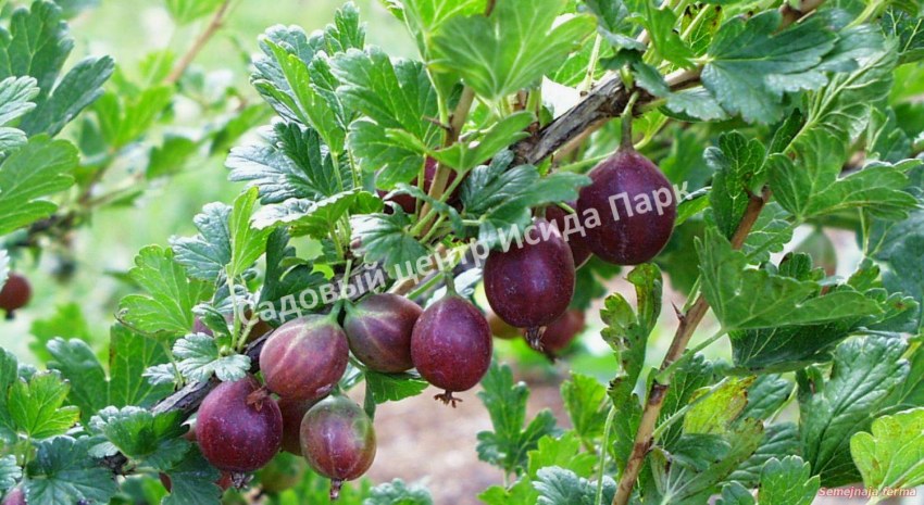 Варенье из крыжовника с грецкими орехами