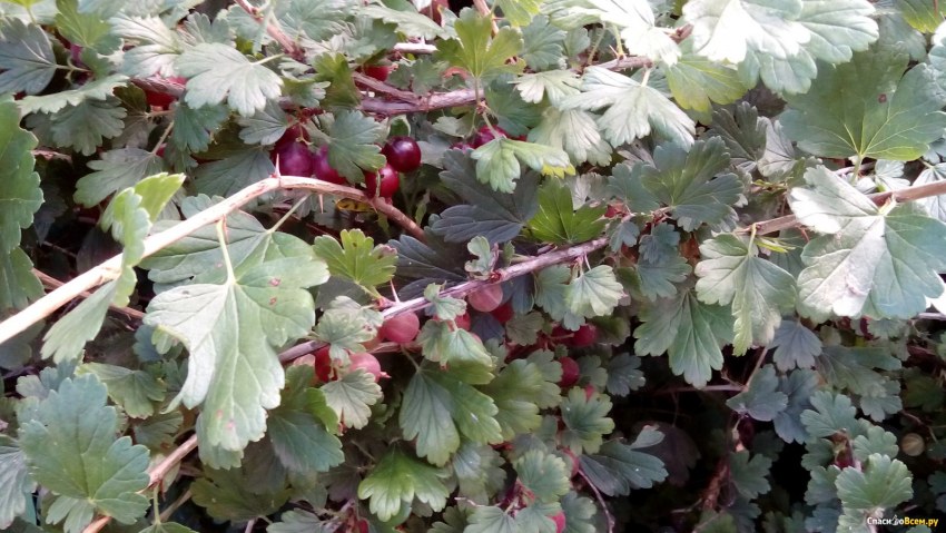 Варенье из спелого крыжовника