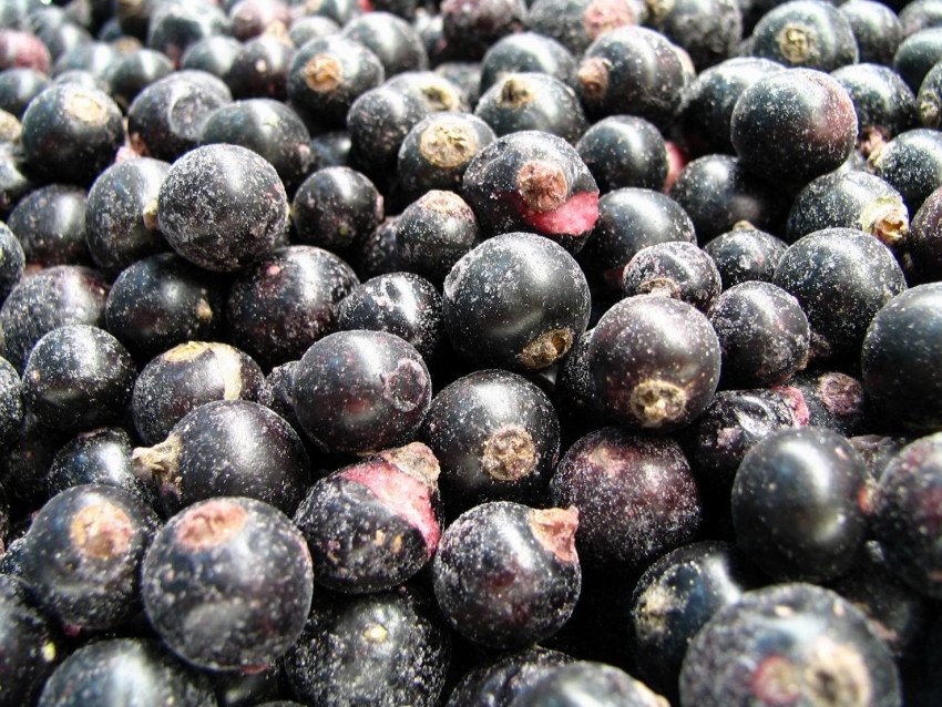 Смородина черная, замороженная