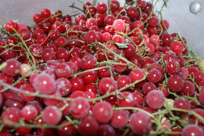 Смородина красная, 300 г