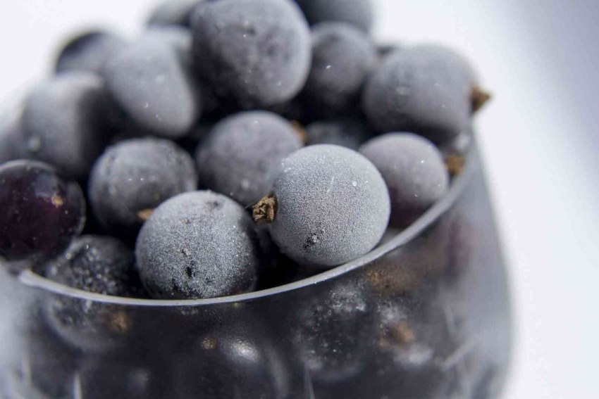 Черная смородина заморозка