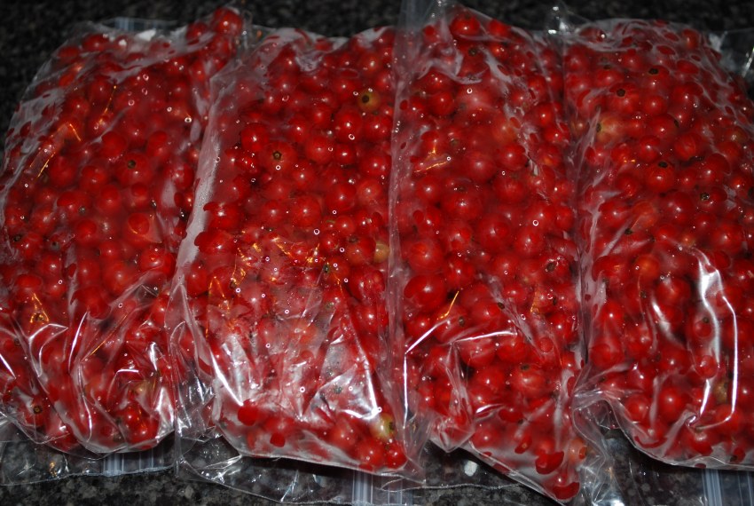 Ягоды чёрная смородина,клюква