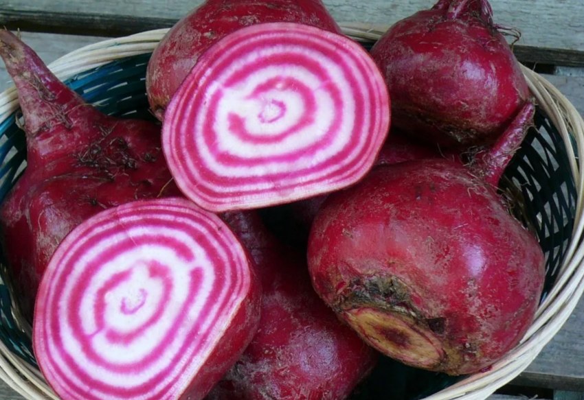 Свекла Чиоггия