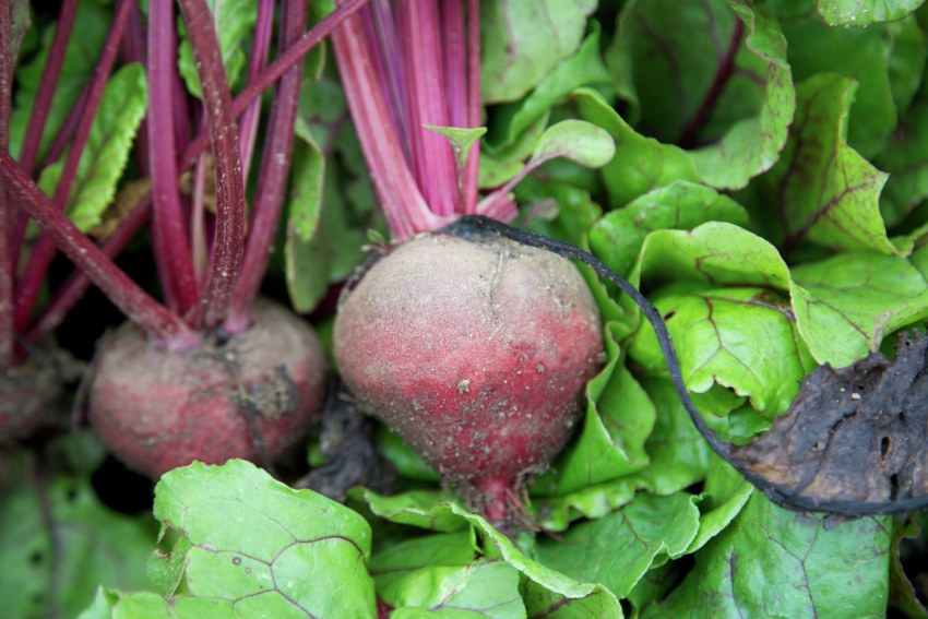 Свекла Beta vulgaris l.