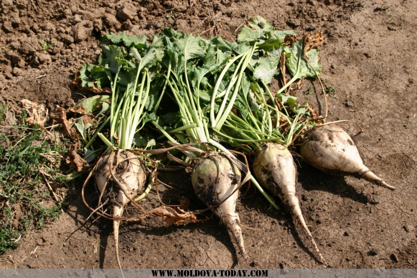 Корнеплоды сахарной свеклы