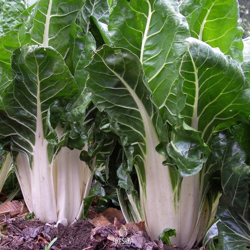 Мангольд невеста, 1г