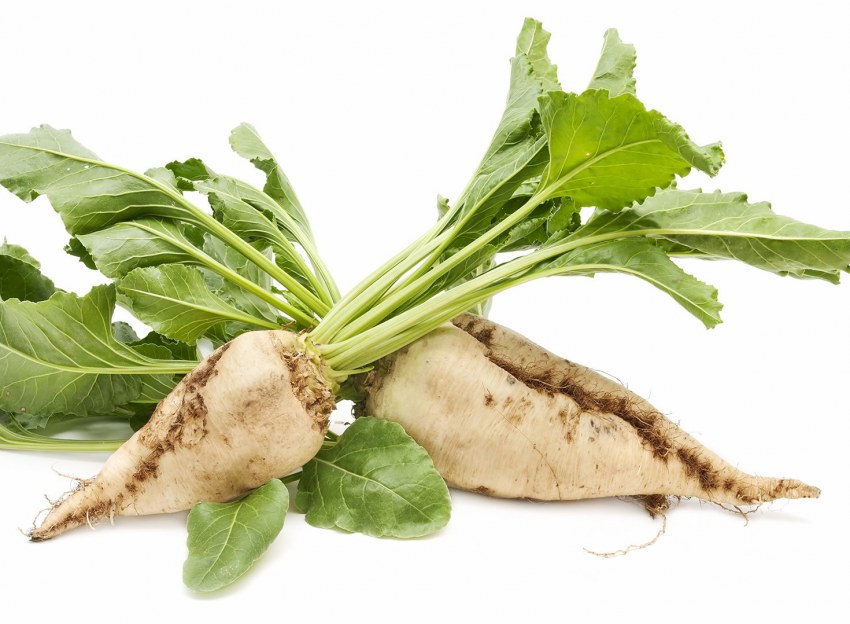 Сахарная свекла