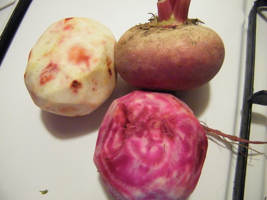 Свёкла белая внутри
