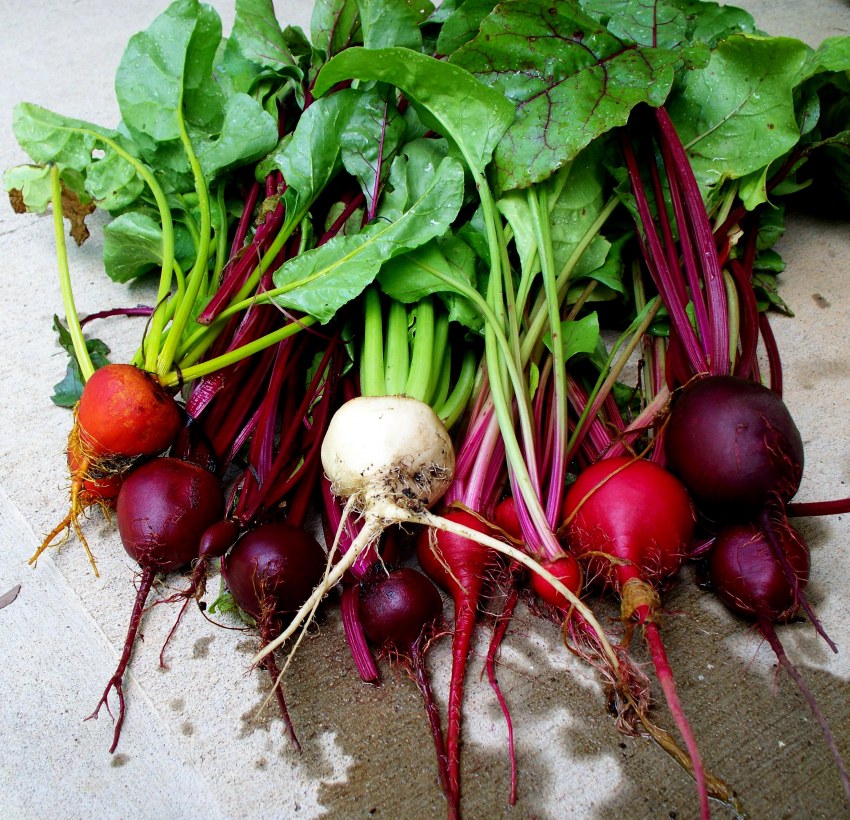 Бурак свекла