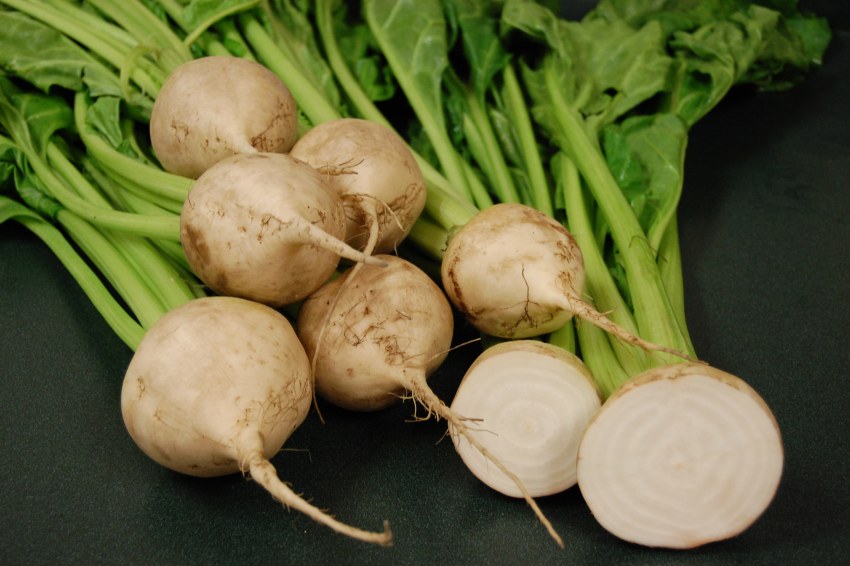 Сорт сахарной свёклы Араксия