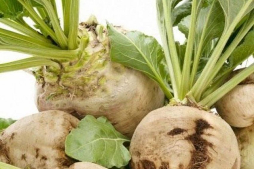 Белая сахарная свекла