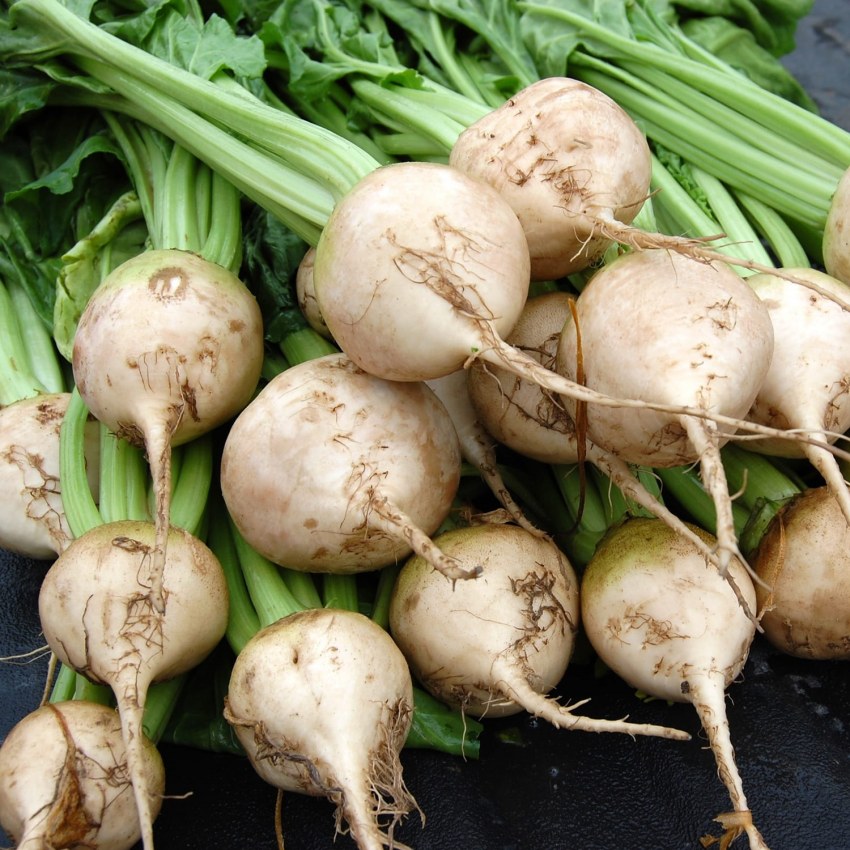 Американский корнеплод