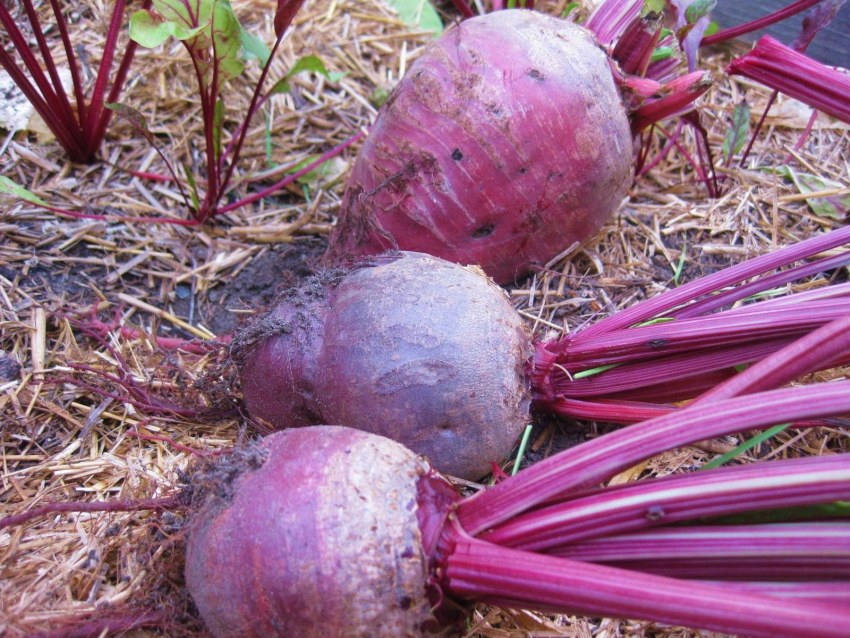 Свекла Лукерья