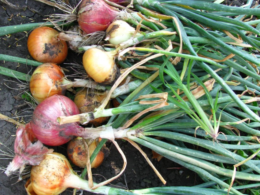 Китайский метод посадки лука на гребнях