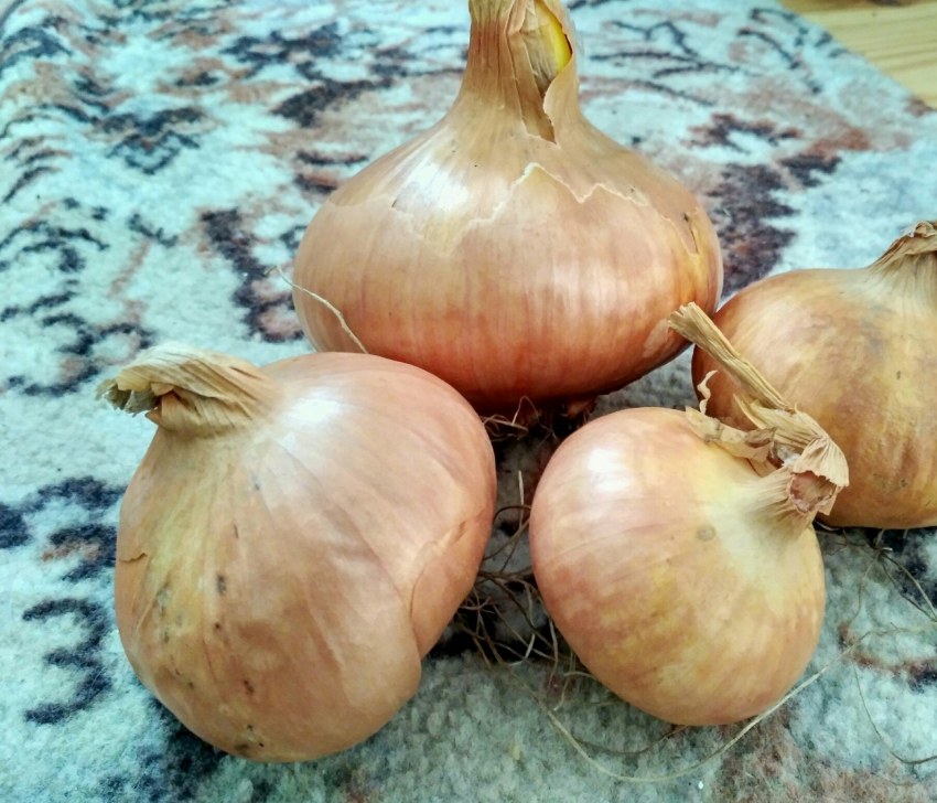 Лук ре́пчатый