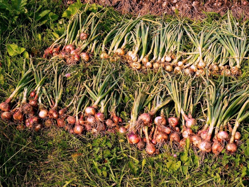 Воронежский лук