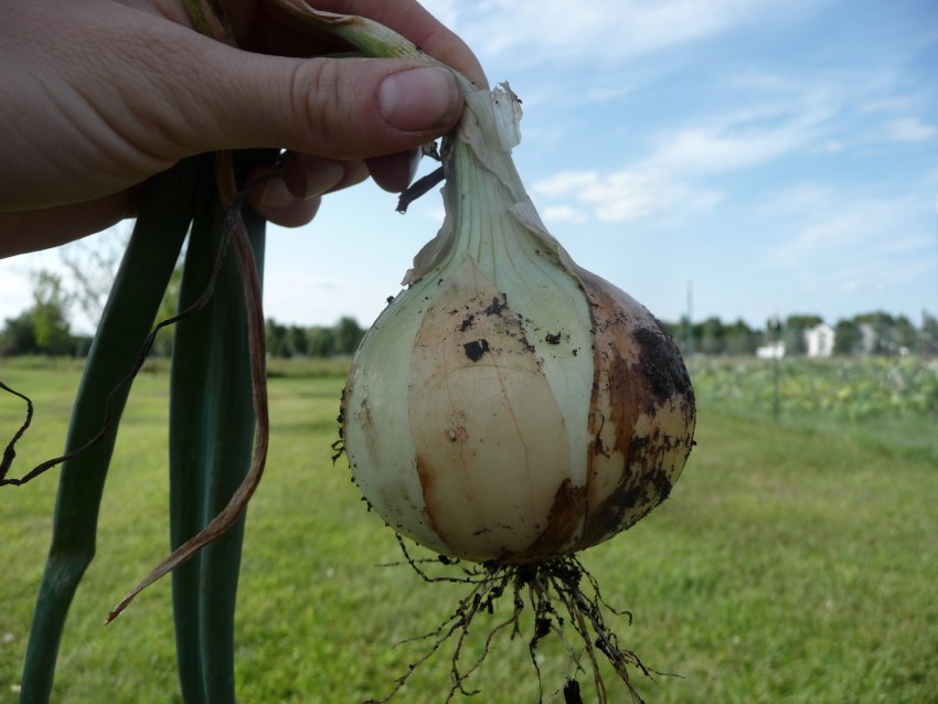 Аллиум Кристофер