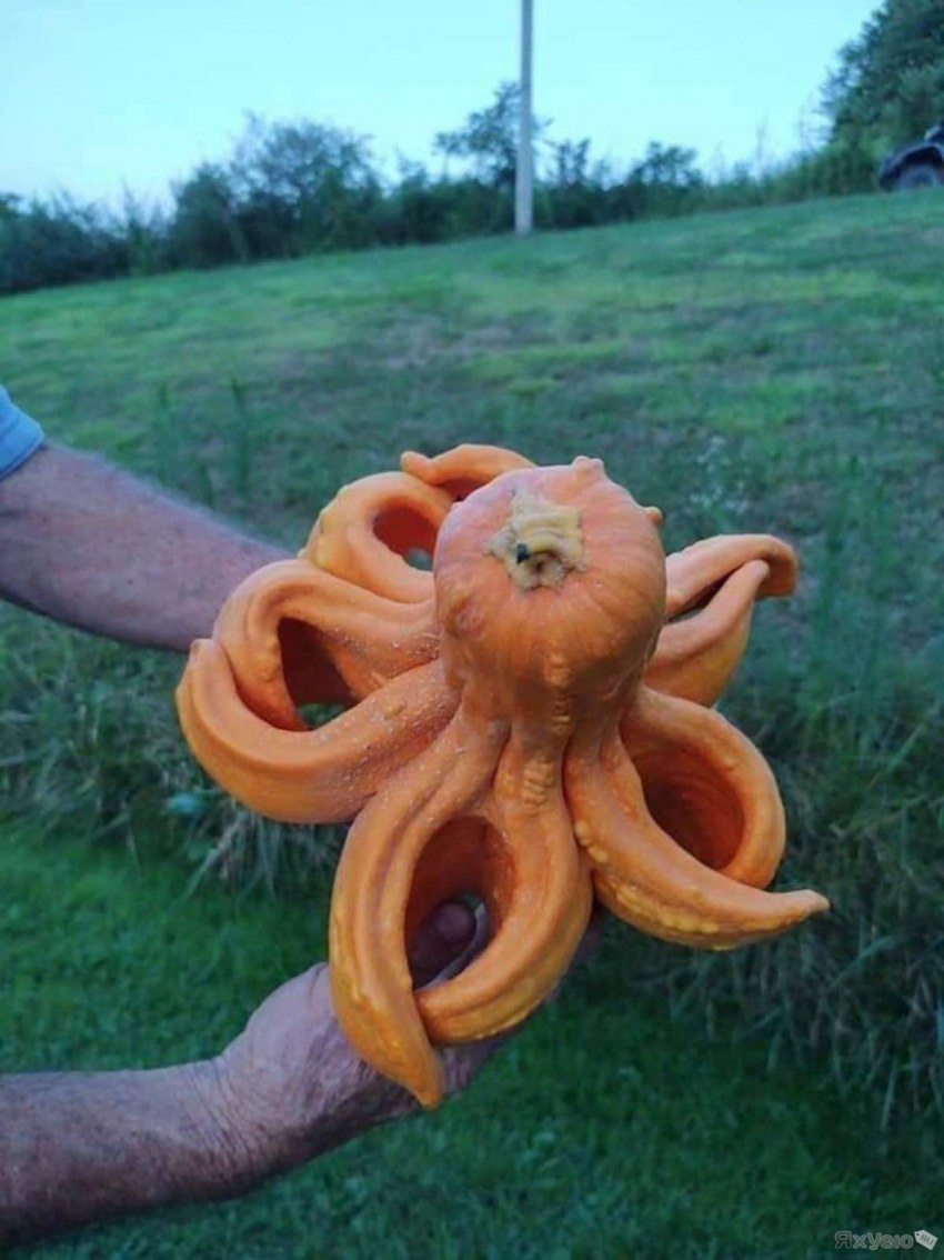Странная тыква