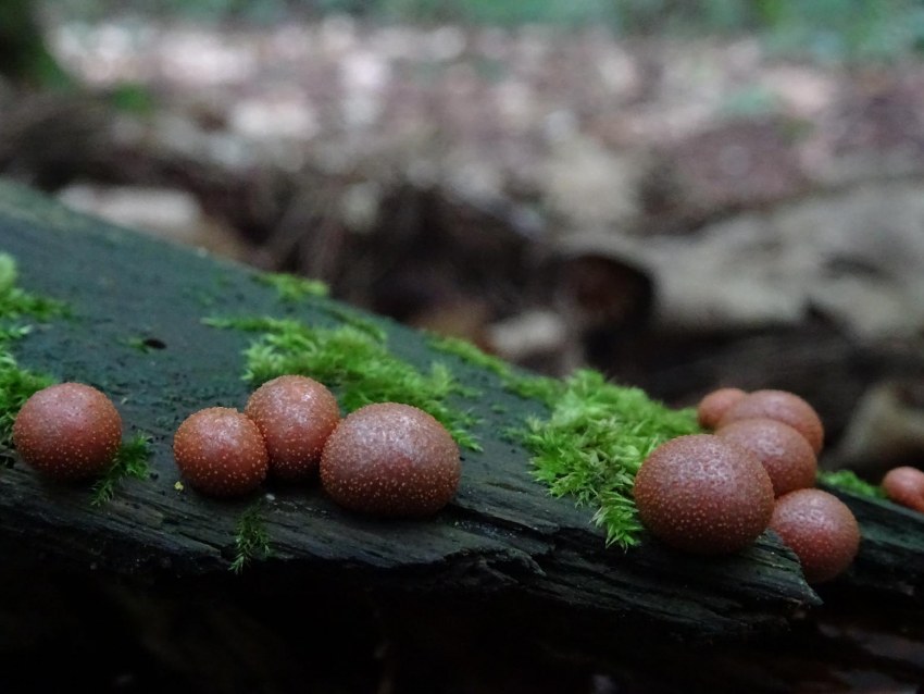 Ликогала древесинная Lycogala Epidendrum