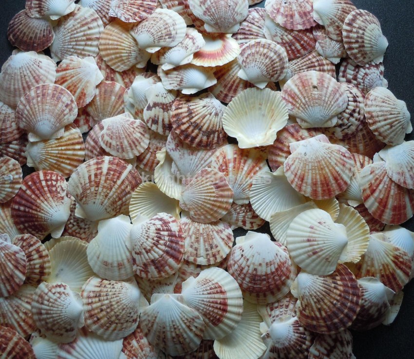 Морской гребешок Шелл