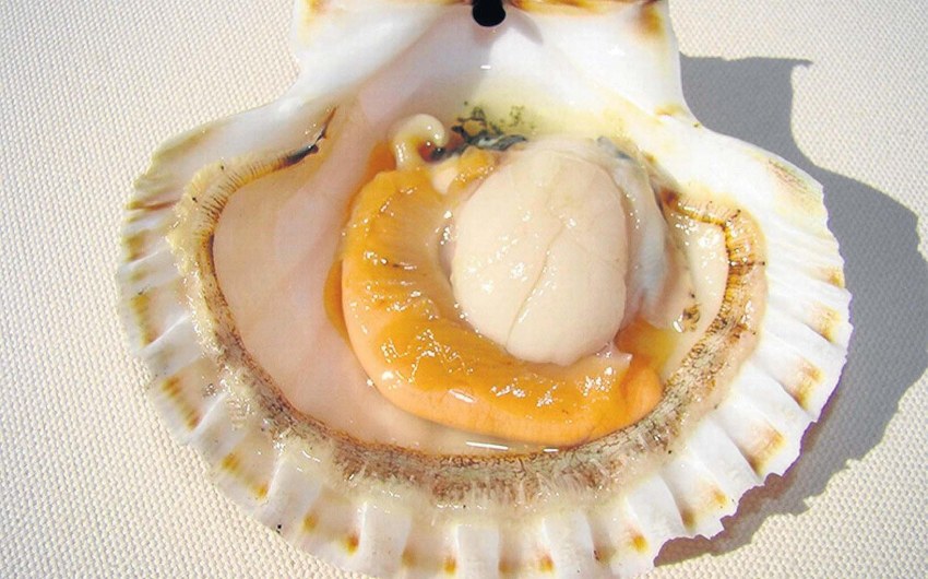 Морской гребешок на полустворке