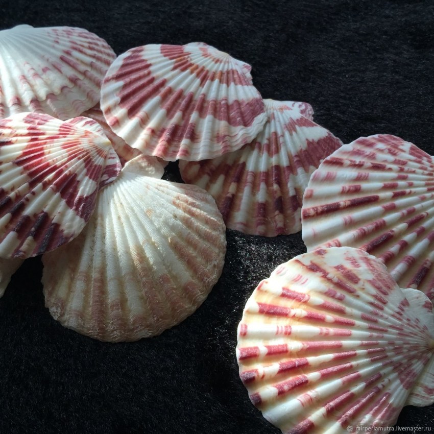 Королевский морской гребешок