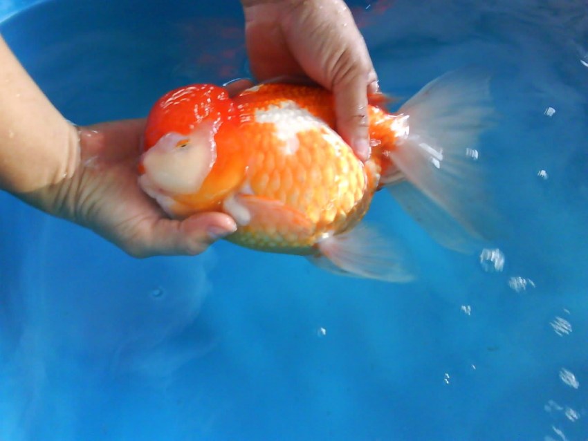 Золотая рыбка (common Goldfish)