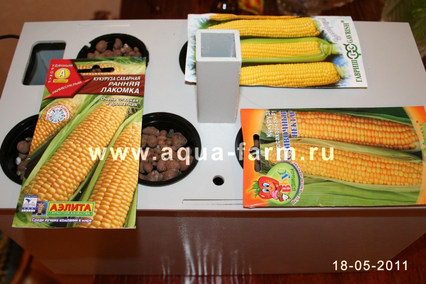 Кукуруза в горшке
