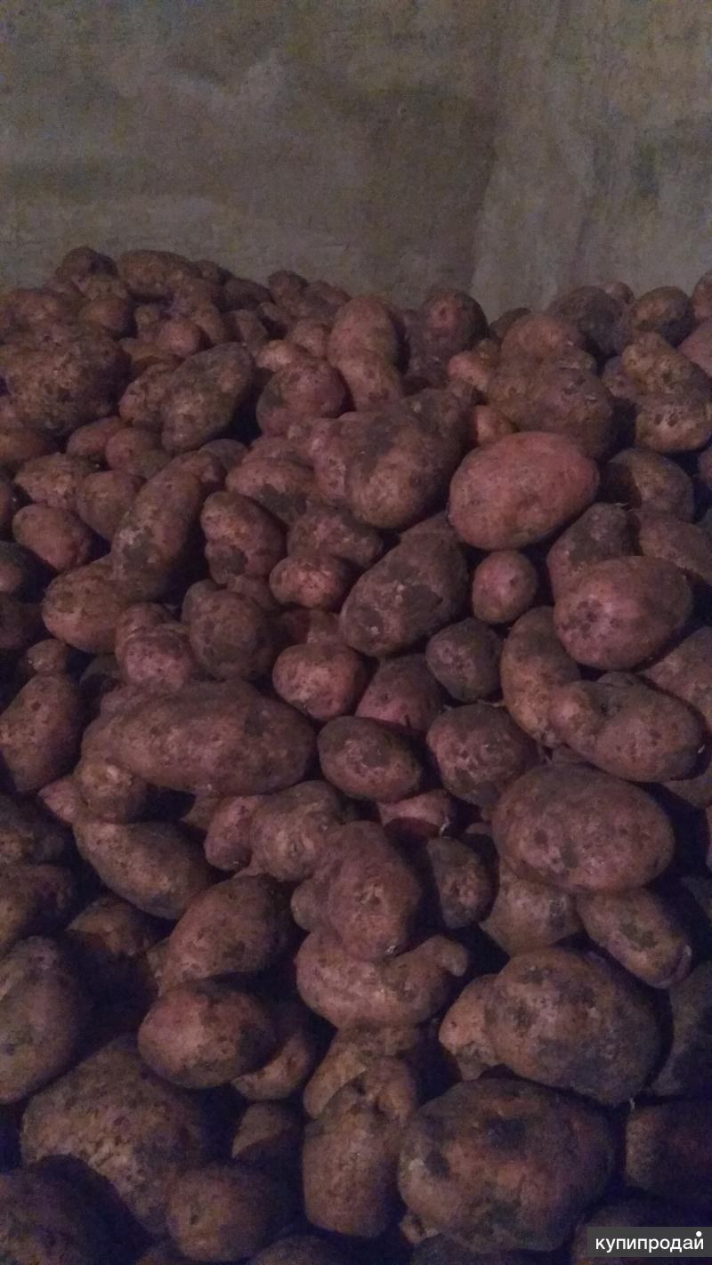 Сорт картофеля Беллароза