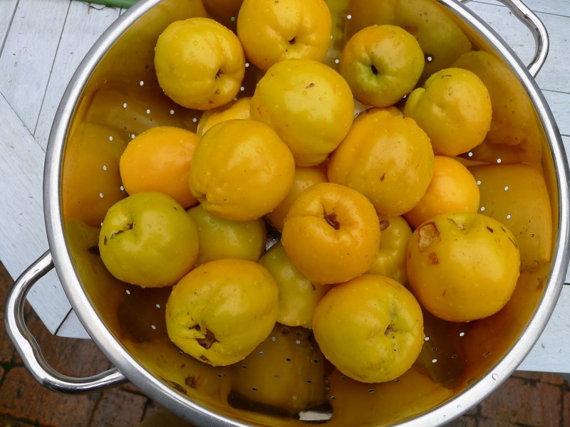 Украшения из айвы