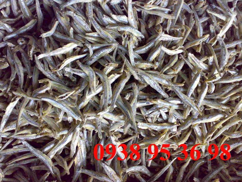 Anchovy Fish