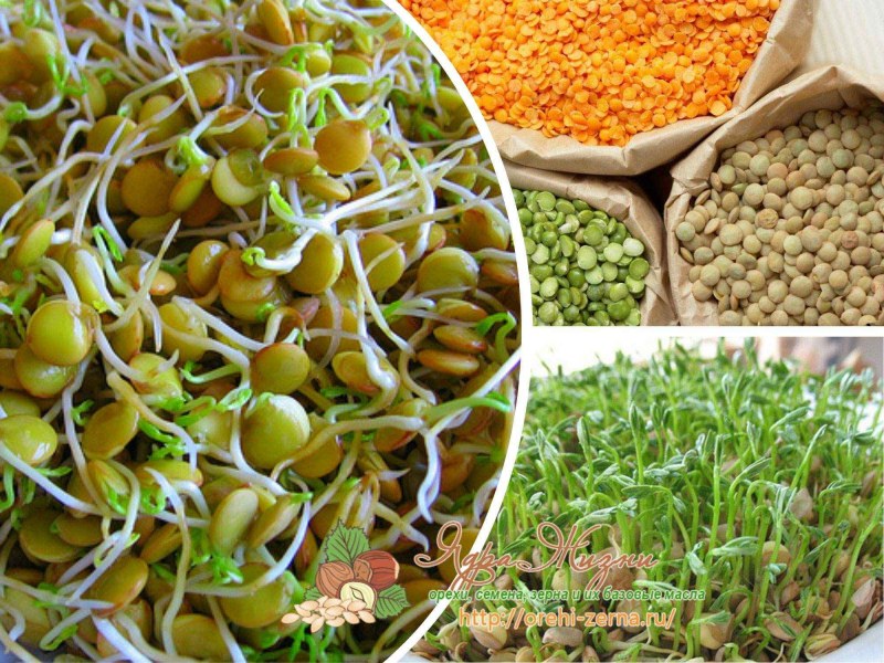 Beluga Lentils