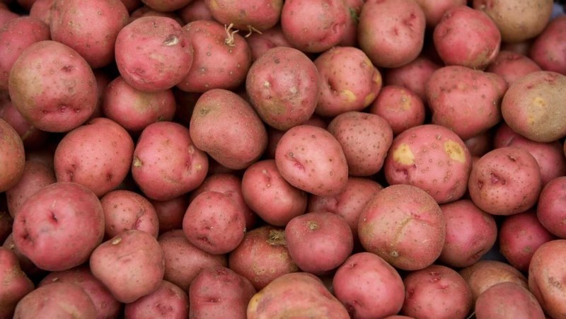 Семенной картофель ред Скарлетт