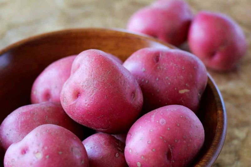 Картофель семенной ред Соня