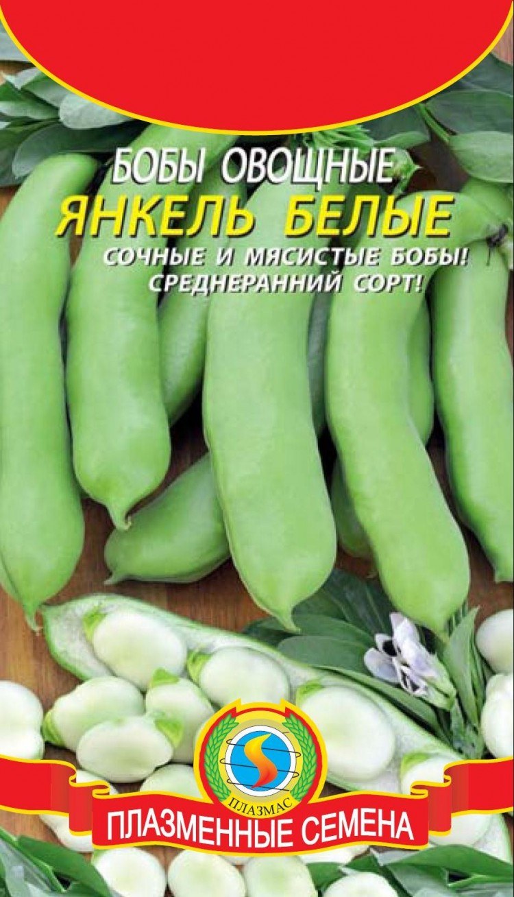 Фасоль зелёная