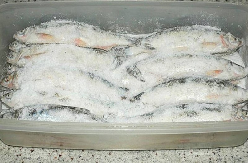 Рыба форель кижуч