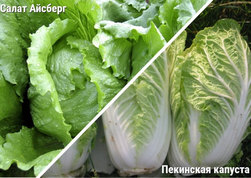 Кулинария салаты