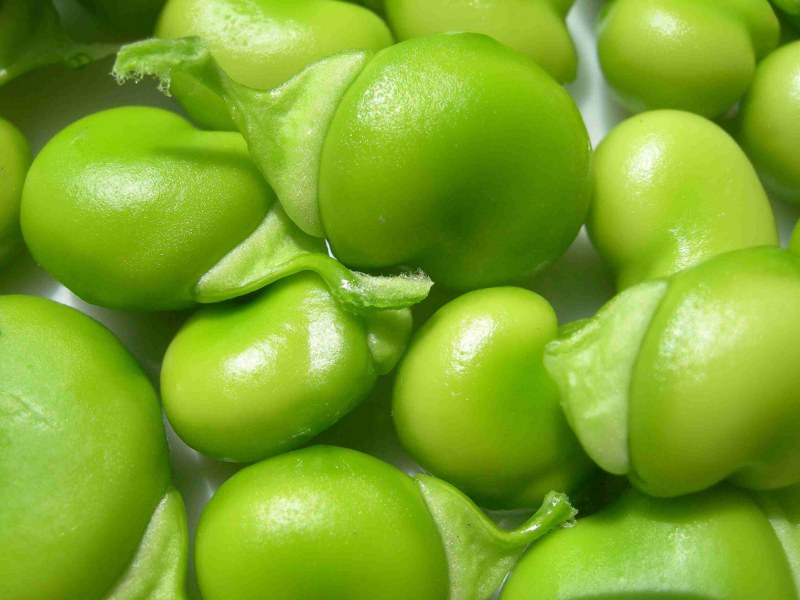 Бобы конские - Vicia Faba
