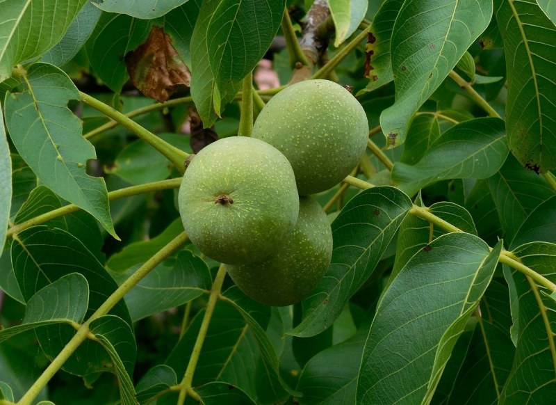 Castagne каштан