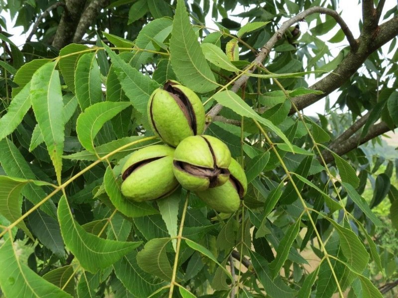 Грецкие орехи Sogdiana