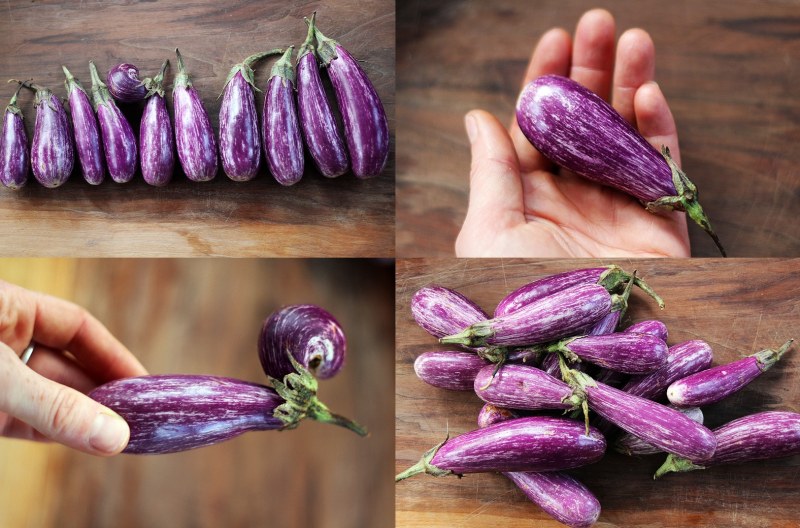 Eggplant баклажан Nord