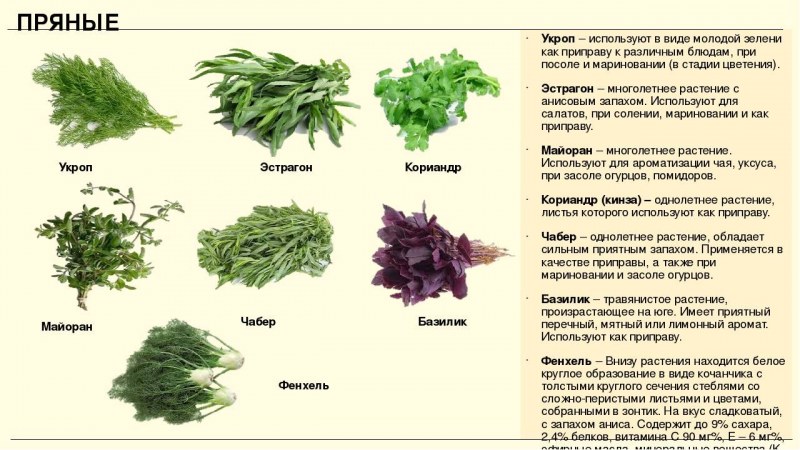 Пряные травы на огороде перечень