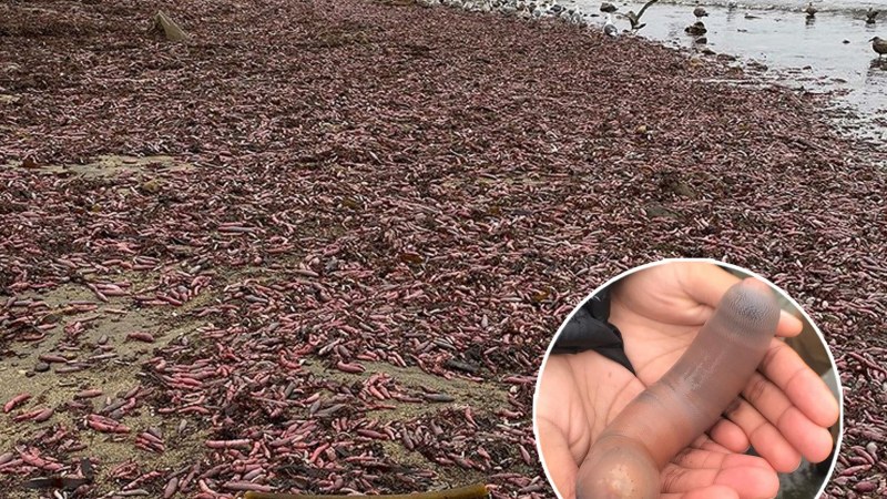Фестиваль морепродуктов в о-Грове Испания