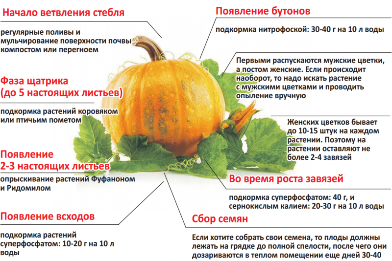 Печеная тыква кубиками