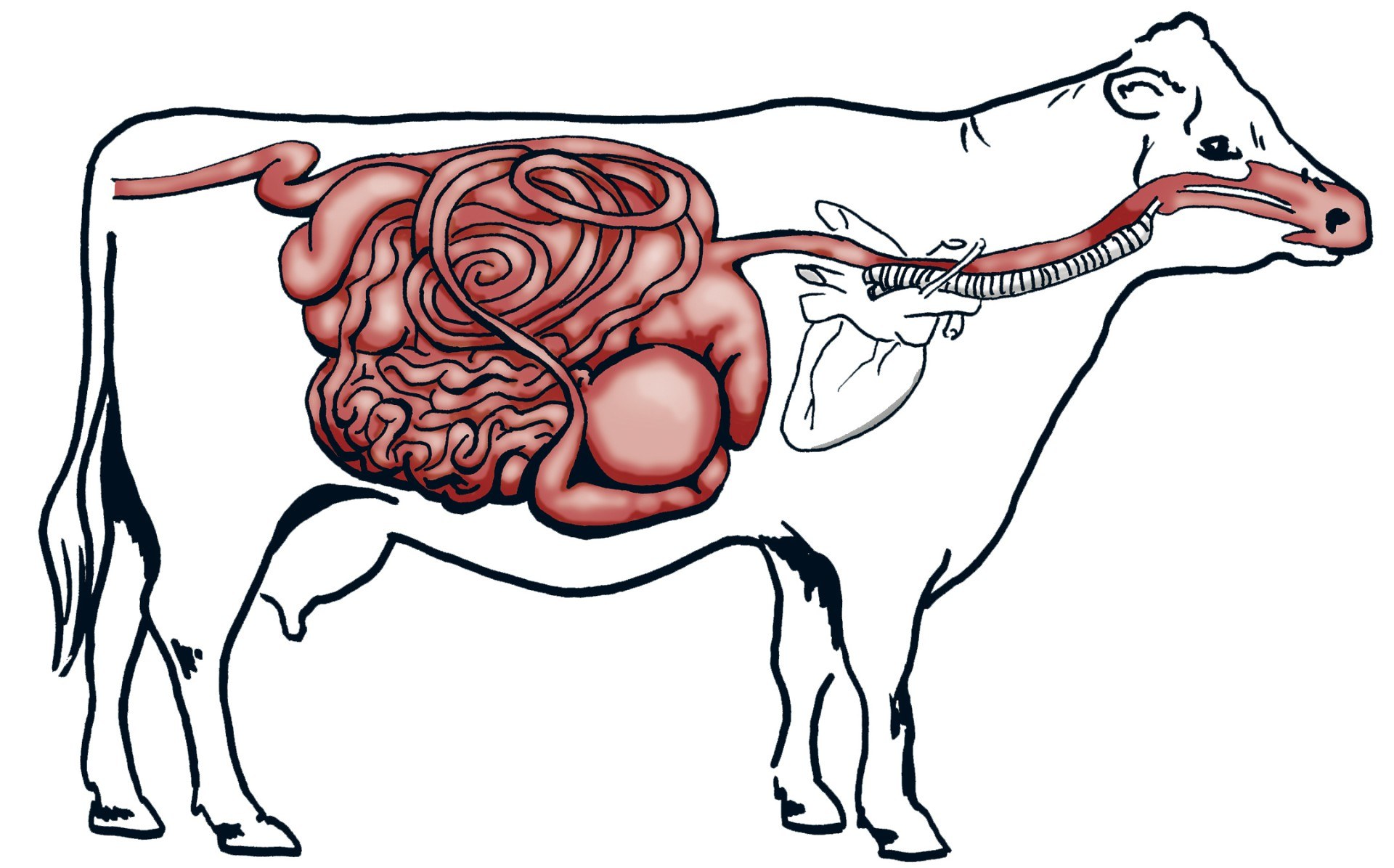 Пищевод у крс. Пищеварительный тракт коровы. Анатомия преджелудков коровы. Пищеварительная система жвачных. Желудочно-кишечный тракт крупного рогатого скота.