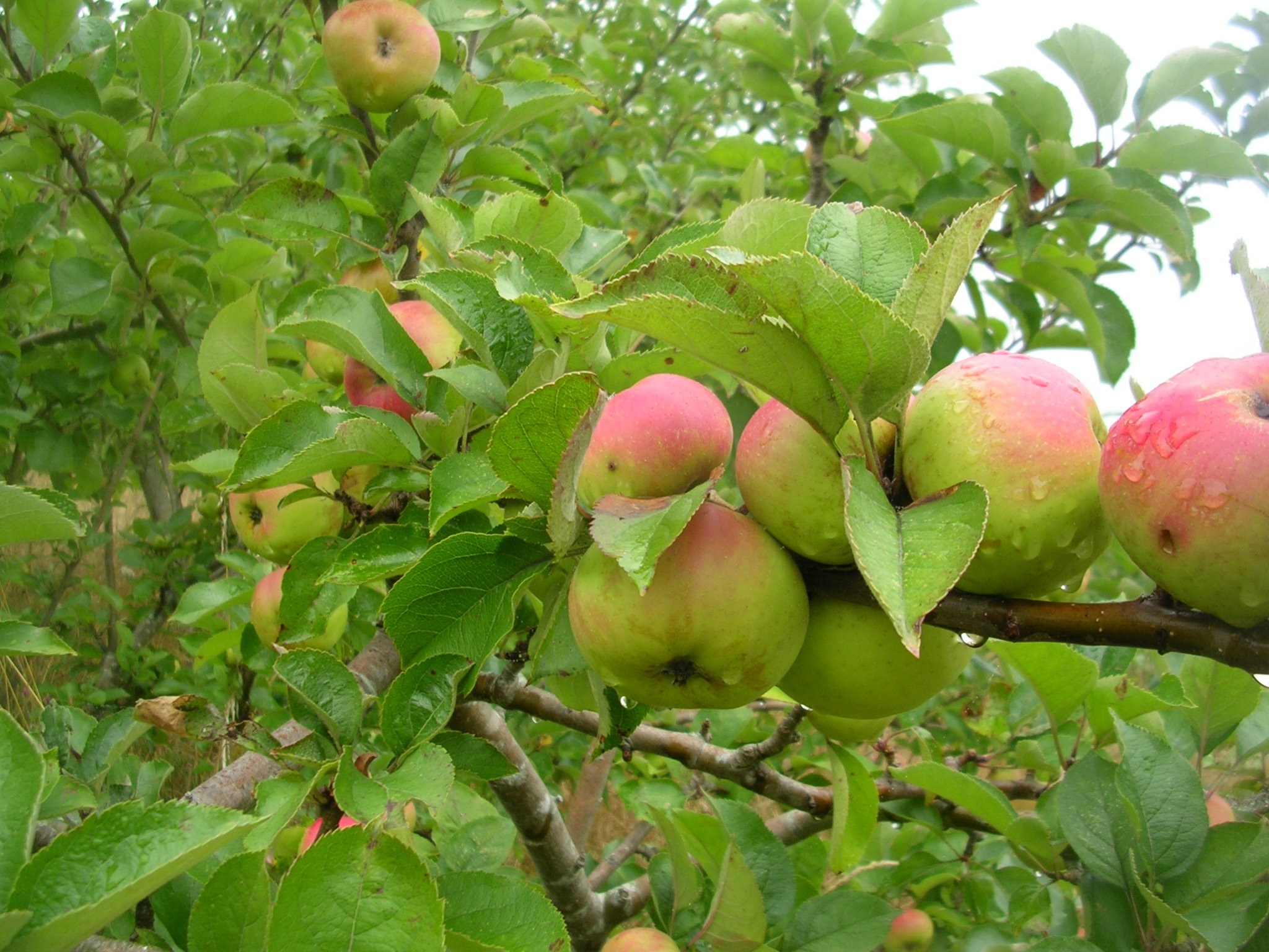 К чему снятся большие яблоки на дереве